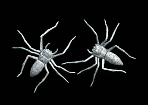 Araignée de la foret noir